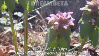 HDV-V16 Full HD 1920 x 1080 Camcorder smaller than most cell phones - Sample Video