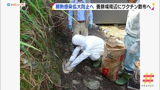 豚熱感染拡大防止へ　養豚場周辺にワクチン散布へ