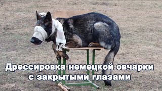 Уникальная НЕМЕЦКАЯ ОВЧАРКА. Дрессировка с закрытыми глазами