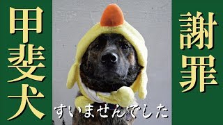 甲斐犬が叱られまくってた頃＝！【甲斐犬・柴犬】