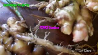 வீட்டில் இஞ்சிச்செடி வளர்த்து அறுவடை செய்து பயனடைவீர் / HOW TO GROWING GINGER IN MY HOME / in TAMIL
