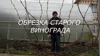 Когда и как обрезать виноград на зиму.Как обрезать виноград на зиму.Обрезка старого винограда осенью