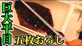 【巨大!】60cmの平目を五枚おろしにする！【赤髪のとも】