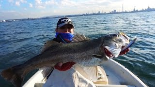 deeper PRO+魚群探知機で海でコノシロパターンに挑戦！