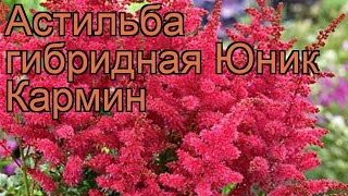 Астильба гибридная Юник Кармин ? обзор: как сажать, рассада, саженцы астильбы Юник Кармин