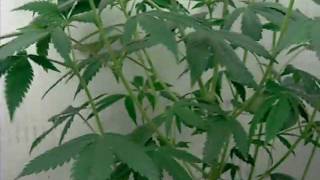 Growing Marijuana 7 weeks into Flowering CFL Grow