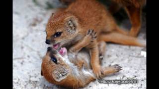 Yellow Mongoose Babies