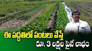 Vegetables Farming with Mulching Sheet System || Most Profitable Cultivation || SumanTV Rythu