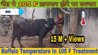 super murraha buffalo & horse meeting frist time