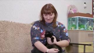 Кошкин день