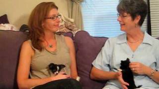 Wee-Chi Chat - Chihuahuas for Sale - Part One