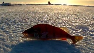 Зимняя рыбалка на Чудском озере | Winter fishing at Peipus lake | Kalapüük Peipsil | Talvikalastus