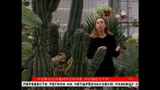 Экзотические растения цветут в оранжереях новосибирского ботсада