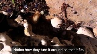 Ants at Work