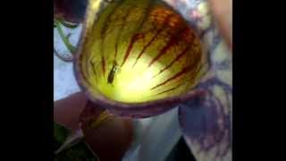 Earwig being digested by a venus fly trap pitcher plant!! Very gross when it really squirms :-S