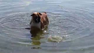 Американский бульдог.! / American bulldog/