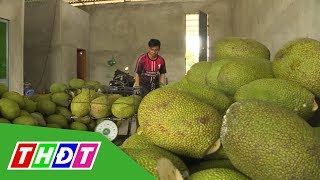 Mít Thái trong mùa dịch Corona | THDT