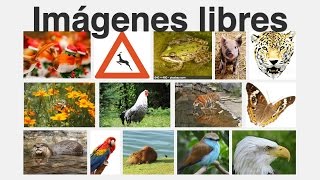 Buscar imágenes libres de derechos en Internet
