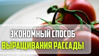 Экономный способ выращивания рассады томатов.