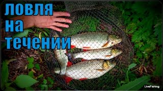 Ловля голавля на течении. Река Дон .Ловля на поплавок.