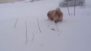 Померанский шпиц - мы любим зиму #1