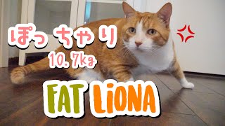 Fat cat liona    デブ猫リオナ