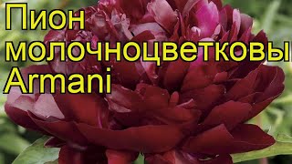 Пион молочноцветковый Армани (Armani). Краткий обзор, описание характеристик, где купить саженцы