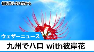 九州で「ハロ」with彼岸花