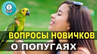 Содержание попугаев. Частые вопросы новичков в первые дни.
