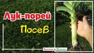 Посев лука-порея и репчатого лука на рассаду
