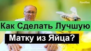 № 114 Как Сделать Качественную Матку из Яйца,Вывод маток на Взяток Пчеловодство | Пасека |