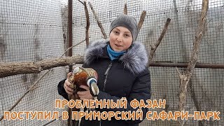 ПРОБЛЕМНЫЙ ФАЗАН ПОСТУПИЛ В ПРИМОРСКИЙ САФАРИ-ПАРК