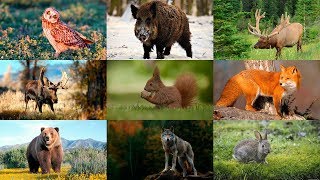 Как говорят животные. Звуки леса. Развивающее видео для детей. Лесные животные. Голоса животных