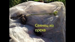 Орех маньчжурский.От ореха до сеянца.