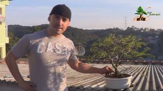 COMO CUIDAR DE BONSAI NO OUTONO - 51