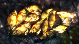 Ловушка, Раколовка для рыбы из Китая (Улов)