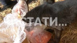 Частный приют для животных превратился в лагерь смерти, где животные гибнут от истощения