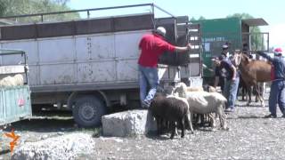​Нарын: мал өзүн актабай калды