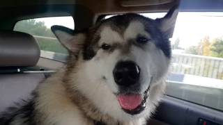 Аляскинский маламут Лойд  Я такой собачьей мимики ни когда в жизни не видел