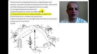 Жизненный цикл хвоща