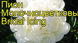 Пион молочноцветковый Бридал Айcинг. Краткий обзор, описание paeonia lactiflora Bridal Icing