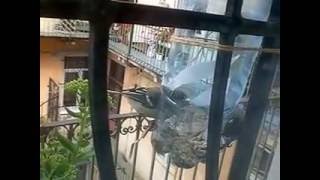Tits. Feeders for tits. Синицы. Кормушка для синиц.