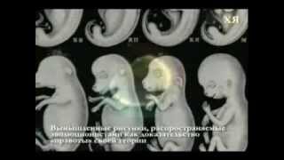 Развитие плода. Ошибки восприятия