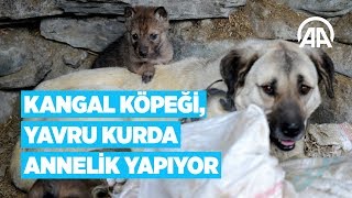 Kangal köpeği, yavru kurda annelik yapıyor