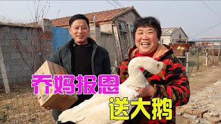 農村媽媽知恩圖報，借別人的豬圈發財了，活捉10斤大鵝去送禮！ 【鄉村小喬】