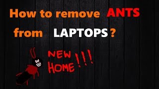 Removing Ants from Laptops