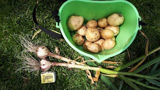 РАННЯЯ КАРТОШКА ПОД СЕНОМ  /ЧЕСНОК / ПЕРВЫЙ УРОЖАЙ