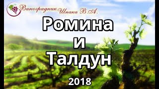 Ромина и Талдун урожая 2018 года