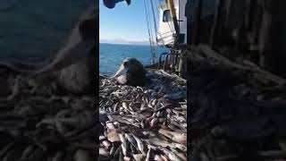 Наглый сивуч на палубе корабля есть треску (морж, тюлень совсем оборзел)