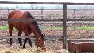Конный клуб ДИБРОВА - знакомство с лошадьми и сбруей